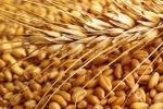 توزیع بذر گندم اصلاح شده در اشکنان
