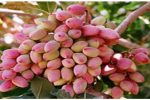 برداشت پسته خشک در فارس