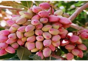 برداشت پسته خشک در فارس
