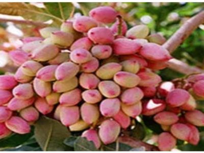 برداشت پسته خشک در فارس