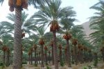 برداشت خرما از نخیلات قیروکارزین