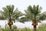 برداشت ثمره شیرین چتر‌های سبز لارستان