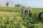 آغاز برداشت کنجد در گراش