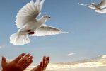 آزادی ۱۱ زندانی به نیابت از شهدای مدافع سلامت شیراز