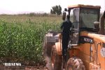 محصولات آبیاری شده با آب فاضلاب در شیراز معدوم شد
