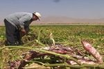 برداشت لوبیا از مزارع خرم بید