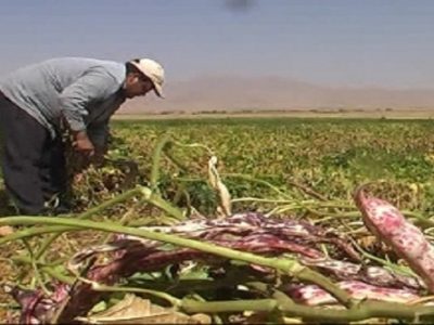 برداشت لوبیا از مزارع خرم بید