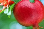 آغاز برداشت انار در استهبان