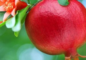 آغاز برداشت انار در استهبان
