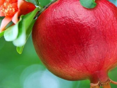 آغاز برداشت انار در استهبان