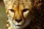 فیلمی از سرعت یوزپلنگ در هنگام شکار