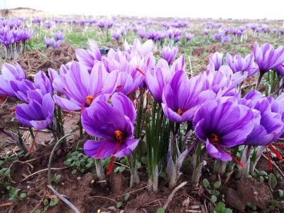زعفران مرودشت راهی بازار شد