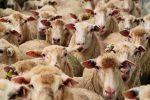 تلف شدن ۱۵ راس دام در کوه چنار به علت مسمومیت دارویی