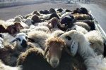 کشف گوسفندهای قاچاق در لامرد