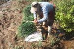 برداشت سیر سبز از مزارع سپیدان