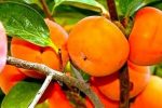 پیش بینی تولید ۱۱ هزارتن خرمالو در فارس