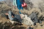 حمله خرس به کوهنورد اقلیدی