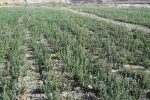 کشت گیاهان دارویی در شهرستان جهرم افزایش داشته است