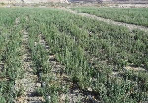 کشت گیاهان دارویی در شهرستان جهرم افزایش داشته است