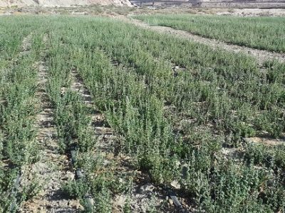 کشت گیاهان دارویی در شهرستان جهرم افزایش داشته است