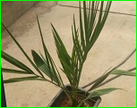 مجول های وارداتی به خنج رسیدند