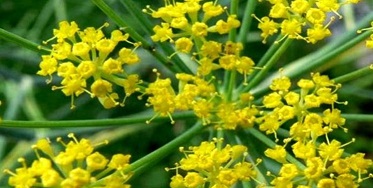 کشت گیاه دارویی آنغوزه در مرودشت