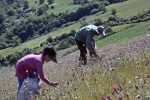فارس بستری مناسب برای کاشت گیاهان دارویی است