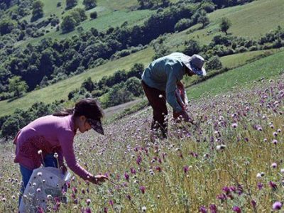 فارس بستری مناسب برای کاشت گیاهان دارویی است