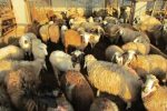 کشف ۱۲۰ راس گوسفند قاچاق در حیاط منزل مسکونی