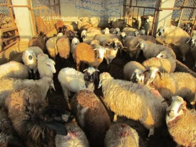 کشف ۱۲۰ راس گوسفند قاچاق در حیاط منزل مسکونی