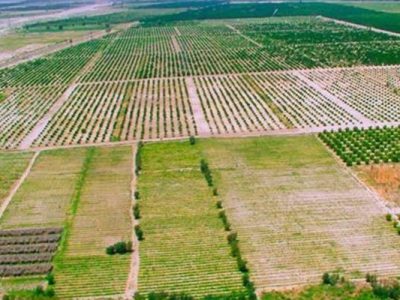 صدور سند تک برگ بیش از 10 هزار هکتار از اراضی ملی  سرچهان