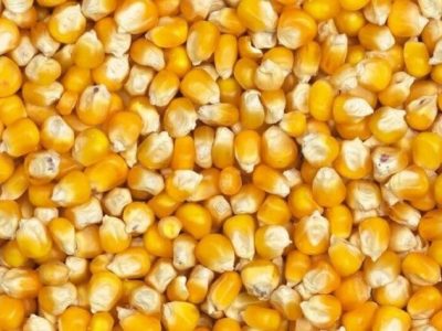 توقیف محموله 23 تنی ذرت خارجی قاچاق در مرودشت