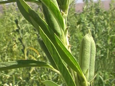 برداشت مکانیزه کنجد ناشکوفا در ایج استهبان