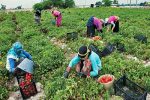 برداشت گوجه فرنگی در خنج