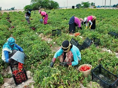 برداشت گوجه فرنگی در خنج