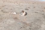 شكار يك فرد جبير توسط سگ گله در منطقه حفاظت شده بهرام گور