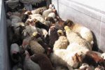 کشف52 راس گوسفند قاچاق در خرامه