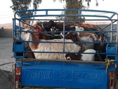 کشف احشام قاچاق در شهرستان خنج