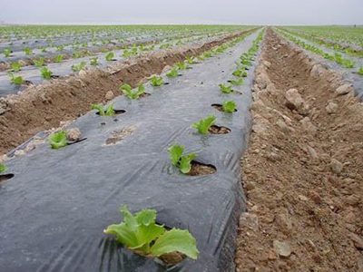 نفس سخت زمین با رها سازی پسماندهای پلاستیکی در اراضی کشاورزی