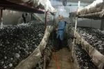 شکوفایی رونق تولید توسط بانوی کار آفرین روستای