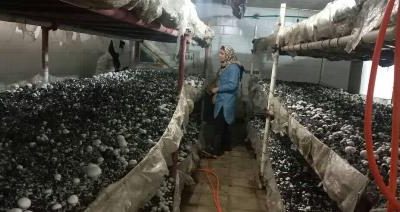 شکوفایی رونق تولید توسط بانوی کار آفرین روستای