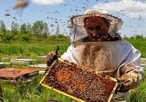 افزایش ۲۰ درصدی تولید عسل در فیروزآباد فارس