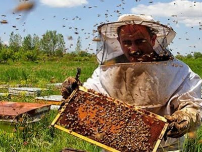 افزایش ۲۰ درصدی تولید عسل در فیروزآباد فارس