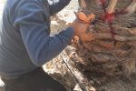مبارزه با آفت سرخرطومی حنایی در جهرم