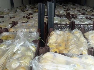 صادرات ۴۰۰ تن مرکبات از جهرم در سال جاری
