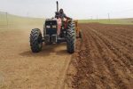 لارستان پیشرو در اجرای طرح کشت قراردادی گندم