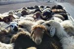 ناکامی قاچاقچیان احشام در گراش