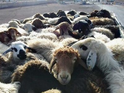 ناکامی قاچاقچیان احشام در گراش