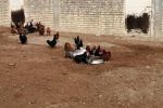 طرح مبارزه با بیماری نیوکاسل در شمال فارس