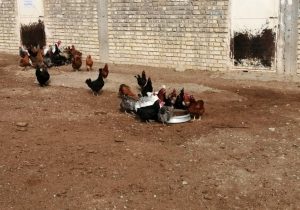 طرح مبارزه با بیماری نیوکاسل در شمال فارس